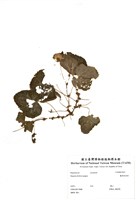 藏品(麗格秋海棠)的圖片